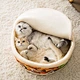 Noodles Cat Nest Bed