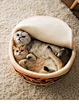 Noodles Cat Nest Bed