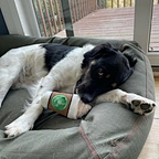 pet toys for big dogs