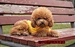 Dog Plain Breathable Sweatshirt