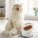 Pet Feeding Bowl
