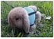 harness with leash for hamster rabbit bunny