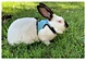 harness with leash for hamster rabbit bunny