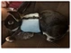 harness with leash for hamster rabbit bunny