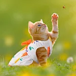 Vestido adorável para animais de estimação