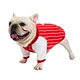 Dog Spring Summer T-Shirt