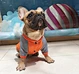 Dog Spring Summer T-Shirt
