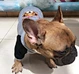Dog Spring Summer T-Shirt