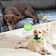 Crocodile Plush Dog Toy