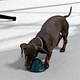 Dog Treat Dispensing Toys