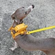 Portable Dog Poop Bag
