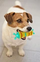 Caterpillar Shape Dog Chew Toys