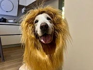 Pet Costume Lion Wigs Mane Hair Scarf