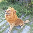 Pet Costume Lion Wigs Mane Hair Scarf