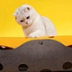 New DIY Felt Cat Tunnel Removable