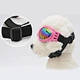 Pet Glasses