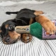 pet simulator toys