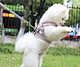 Cat Plaid Adjustable Harness