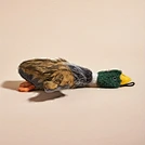 Pet Talking Toy Forgives Wild Duck