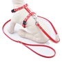 Cat Halter Harness