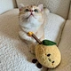 Wooden Stick Cartoon Fruit Design Cat Toy