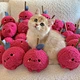 Wooden Stick Cartoon Fruit Design Cat Toy