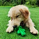 Dog Toothbrush Stick Teeth Cleaning