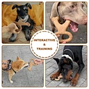 Pet wishbone chewing toy