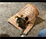 Cat Tunnel Bag With Mice Toy