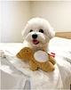 New Pocket Love Bear Pet Toys