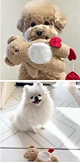 New Pocket Love Bear Pet Toys