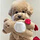 New Pocket Love Bear Pet Toys
