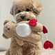 New Pocket Love Bear Pet Toys