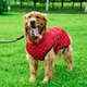 Dog Outdoors Clothes