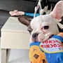 Dog Cute Cookies Toy