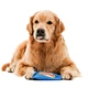 Dog Cute Cookies Toy