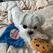 Dog Cute Cookies Toy