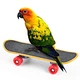 Scrub Scooter Tiger Parrot Bird Toy