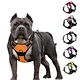 Reflective dog lead