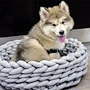 Pet Bed