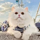 Grid pattern pet bow tie carrier