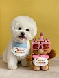 Dog Party Birthday