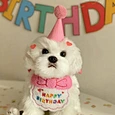 Dog Party Birthday