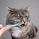 Dog Toothbrush
