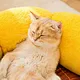 camas engraçadas para gatos