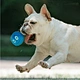 Dog Squeaky Ball Toys
