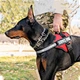 Dog Harness Vest