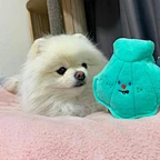 Pearl Shell Toy Set For Dog