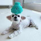 Pearl Shell Toy Set For Dog