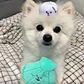 Pearl Shell Toy Set For Dog